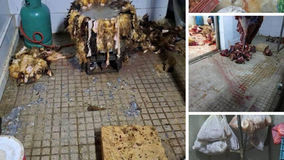 بالصور:فضيحة صحية في قلب بيروت… مسلخ بلا ترخيص ولا رقابة بيطرية يُقفل بالشمع الأحمر!